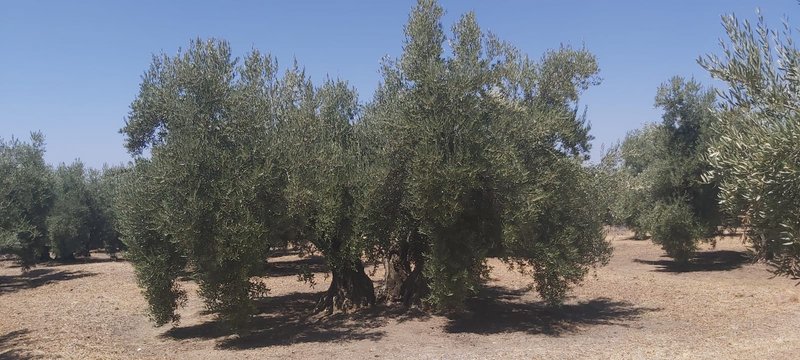 Seguimiento evolutivo finca de secano en Jaén - Página 2 PHOTO-2020-07-28-14-11-07