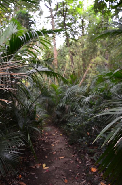 JARDIN BOTANICO JOSE DO CANTO-9-7-2014 - Portugal y sus pueblos-1996/2024 (19)