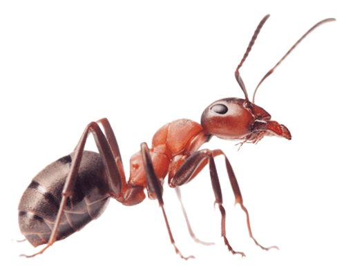 Ant