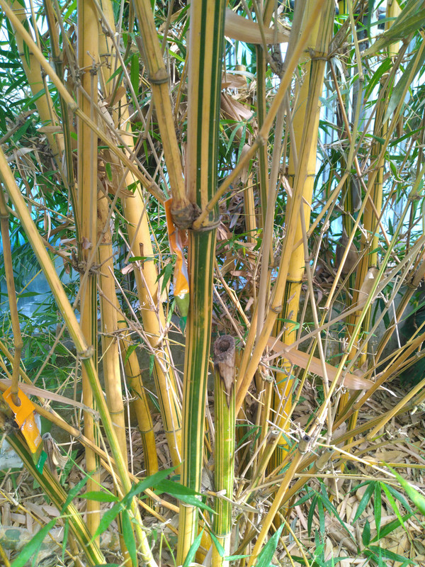 Bambusa ou phyllostachys  (3)