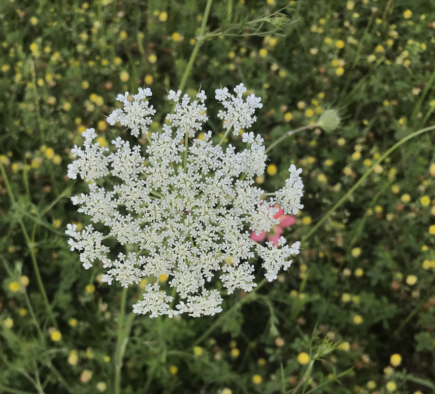 [Image: 2680-B1-B5-2-EAA-4-A40-8-D95-BAA117-CC4-B4-B.jpg]