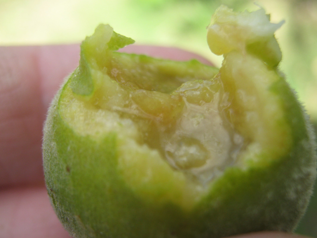 sete_capotes_--campomenesia_guazumifolia--huerta