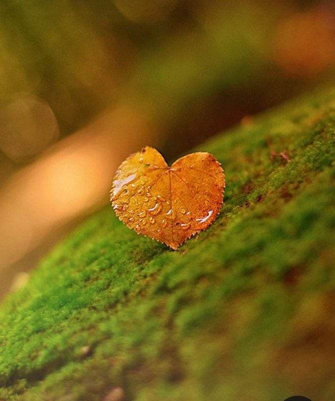 Screenshot_20231127_222055_Pinterest