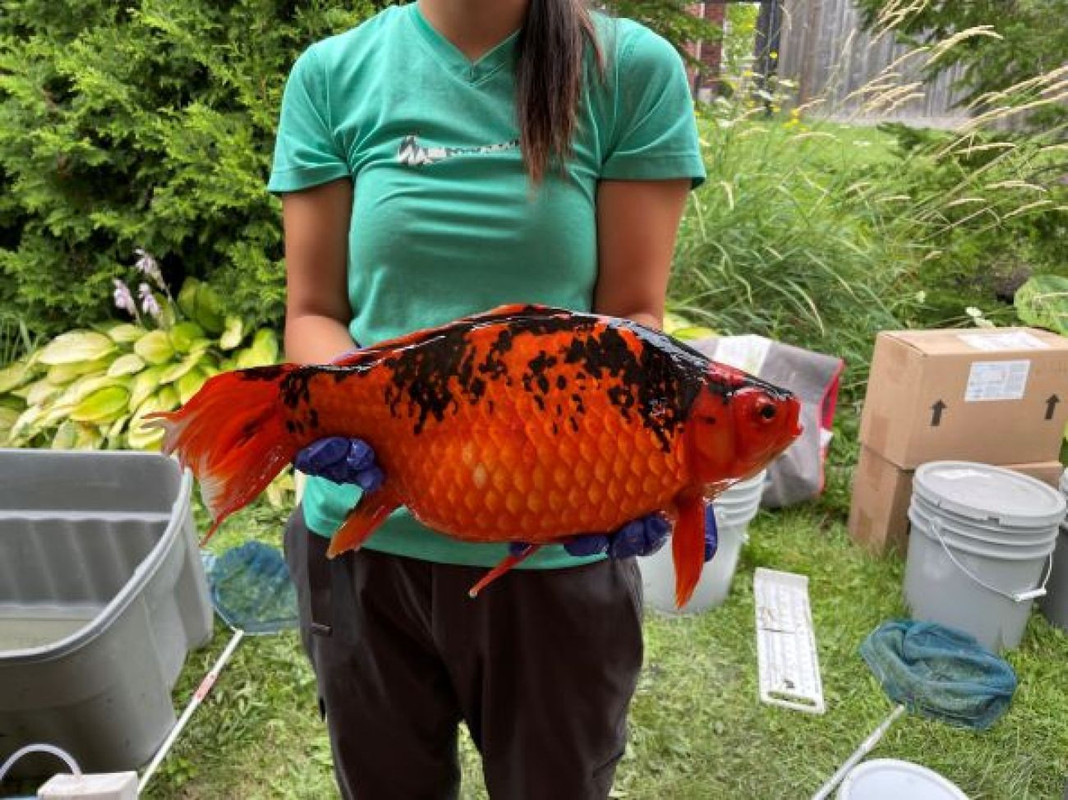Blackandorange