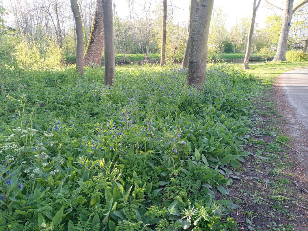 [Image: 20210426-183745.jpg]