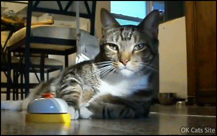 Funny-Cat-GIF-King-cat-rings-bell-for-service-and-treats-Feed-me-hooman-slave.gif