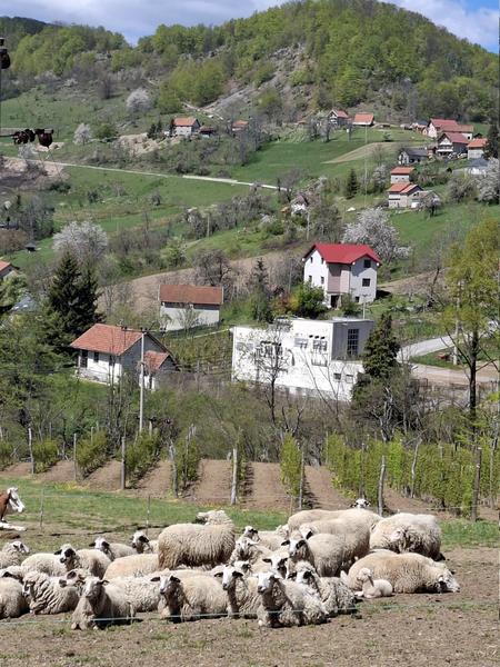 Slika