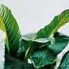 Plants-A-4