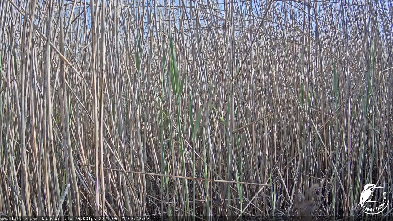 Lielais dumpis (Botaurus stellaris) Engurē - LDF tiešraide 2-53-38 screenshot