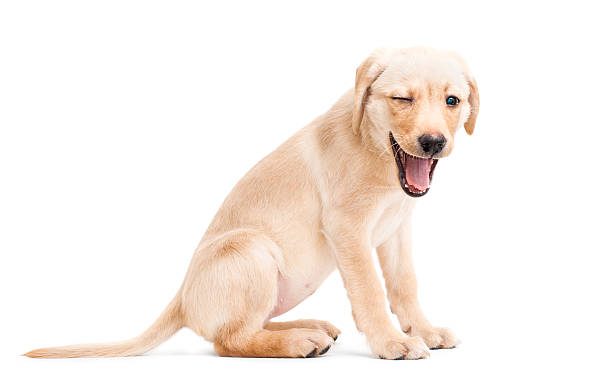 Labrador Retriever Dog Puppy