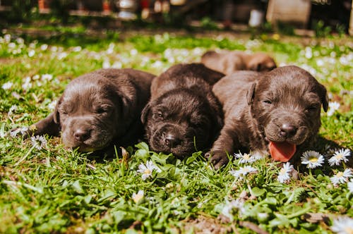 Air-Tight Food Storage For Pets