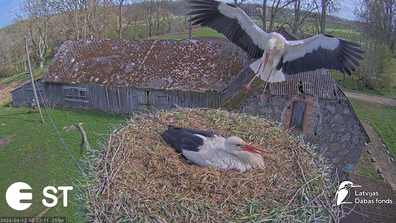 Baltie stārķi (Ciconia ciconia) Tukuma novadā - LDF tiešraide __ White storks in Tukums, Latvia 9-27