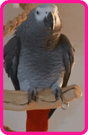 papagg