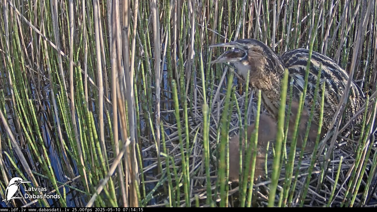 LDF Lielais dumpis (Botaurus stellaris) Zemītes pagastā 14-35-41 screenshot