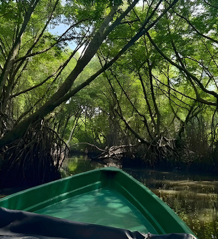 Mangroves 1