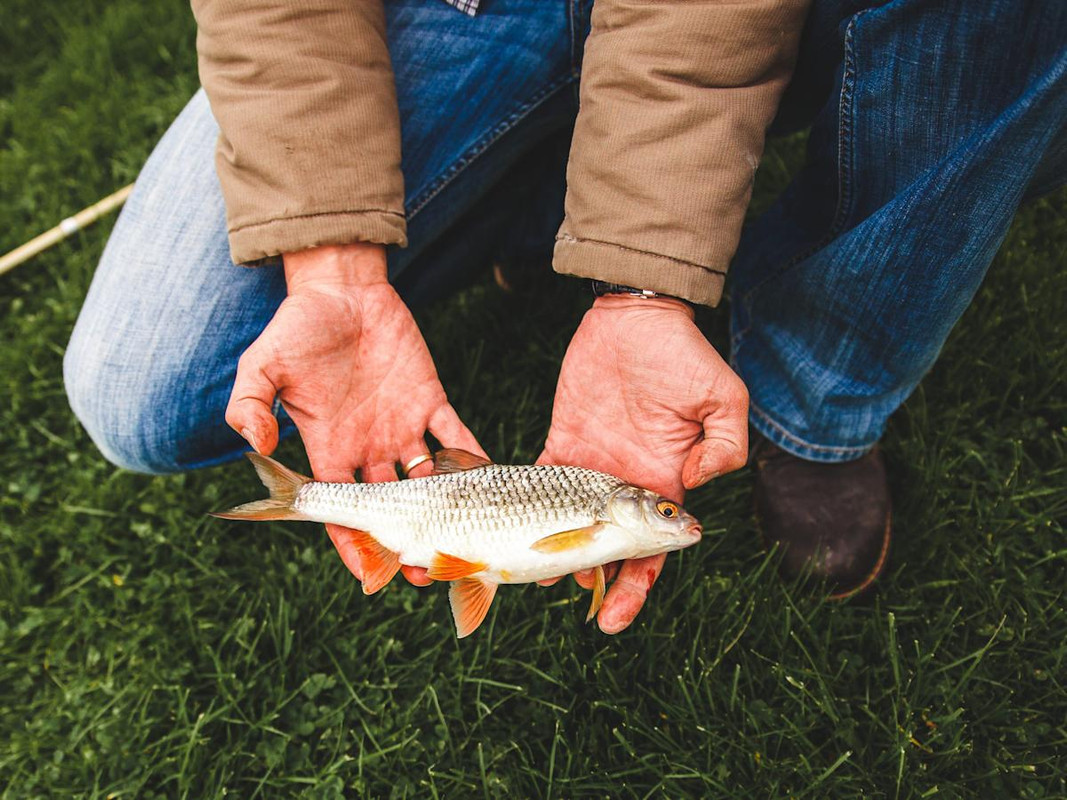 En Texas llovieron peces esta semana tras extraño evento meteorológico