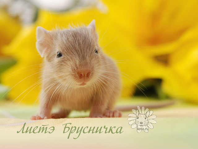 Брусничка2_1-нед