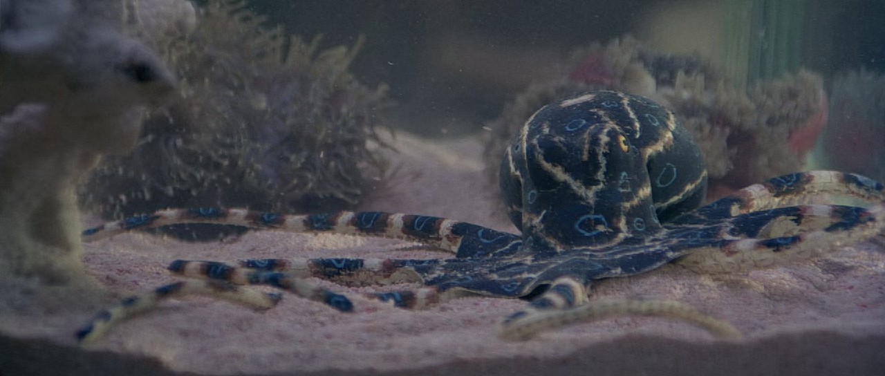 Octopussy-1983-Blu-Ray-Hindi-English-1080p-10bit-x265-HEVC-DDP-5-1-ESub-mkv-0002