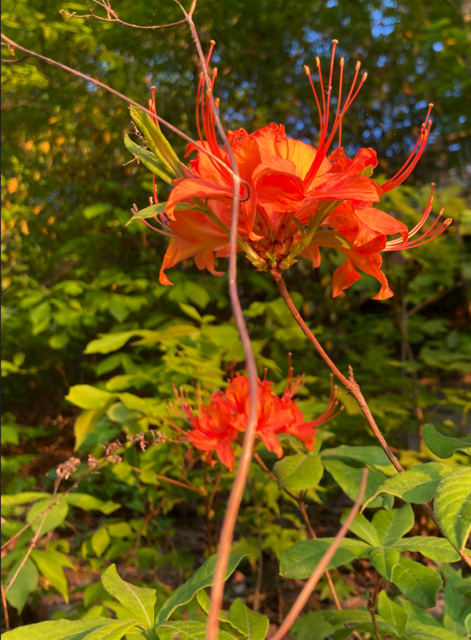 [Image: Wild-Azalea-IMG-9536.png]