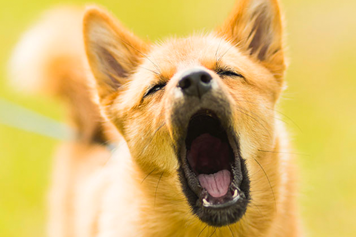 What Breed Of Dog Is Good For Anxiety