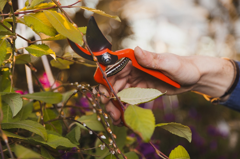 tree pruning melbourne