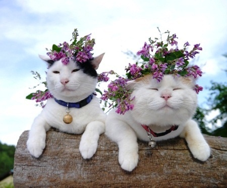 flower-crown-kittens-cats-pics-images-photos-pictures-bajiroo-3