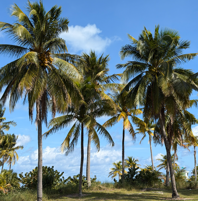 [Image: coconuttree1.png]