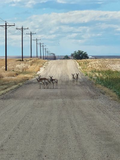 SLIMGRAM-ANTELOPE-NEAR-HOUSE