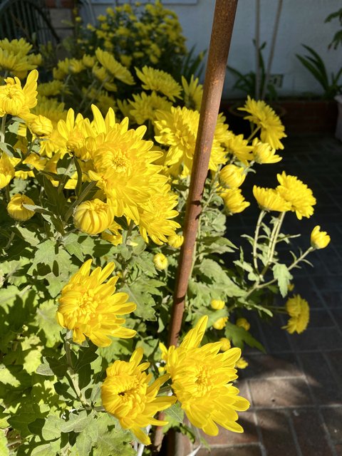 [Image: B6-D62-BBB-6-E84-4-F04-91-F5-F323-E248-F7-A9.jpg]