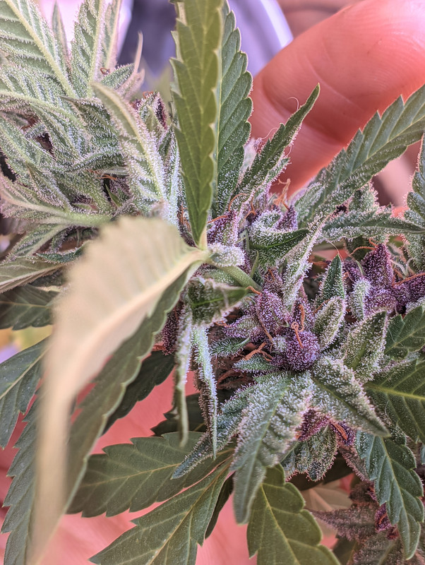 PXL_20230224_132905095