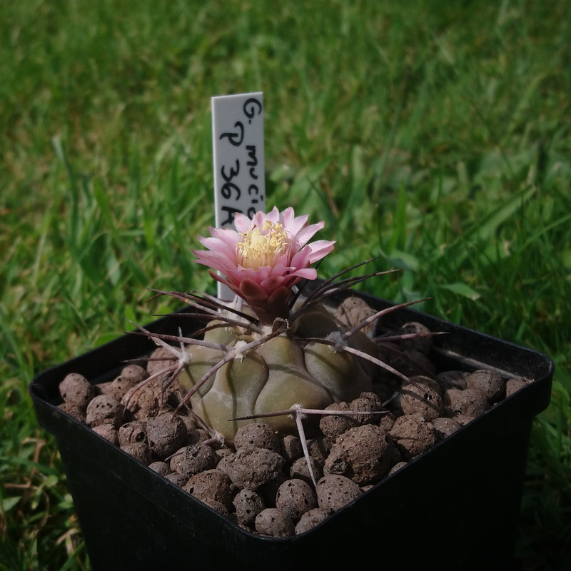 Gymnocalycium mucidum P 36A nr 3