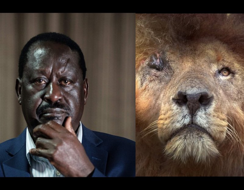 Split image showing Raila Odinga and Scarface the legendary lion