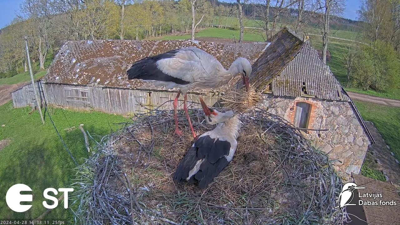 Baltie stārķi (Ciconia ciconia) Tukuma novadā - LDF tiešraide __ White storks in Tukums, Latvia 8-6-