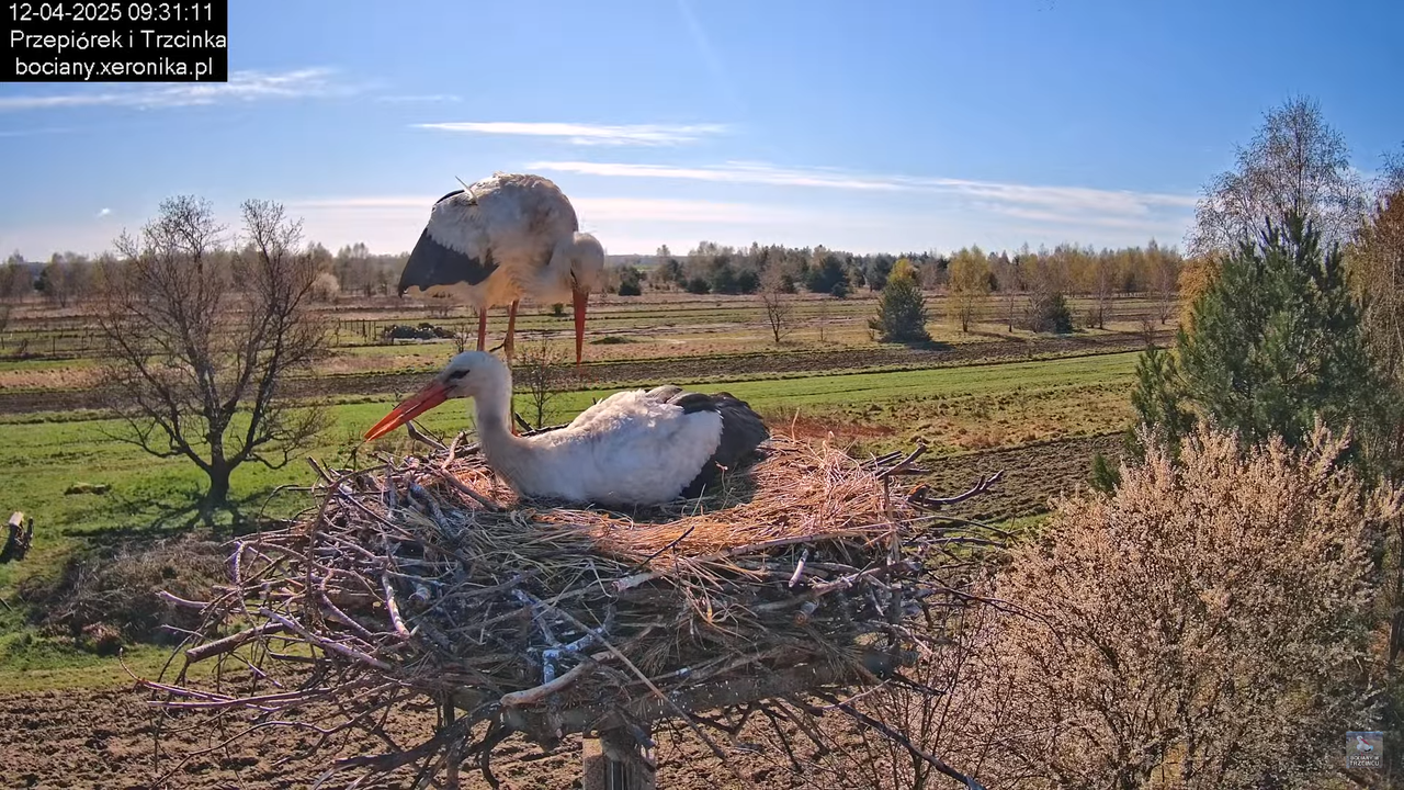 12042025bociany8