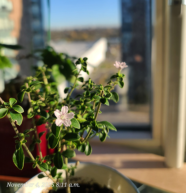 [Image: 20251104-081101.jpg]