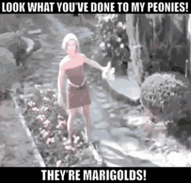 look-what-youve-done-to-my-peonies.gif