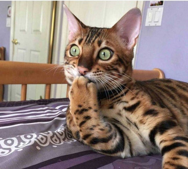 16 миловидных животных, которые своими повадками очень похожи на людей