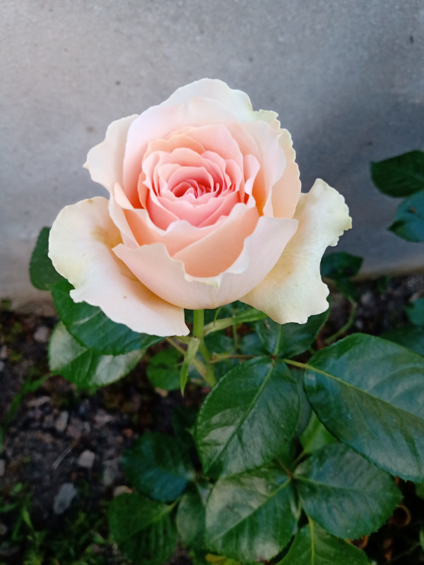 IMG_20230608_204146803