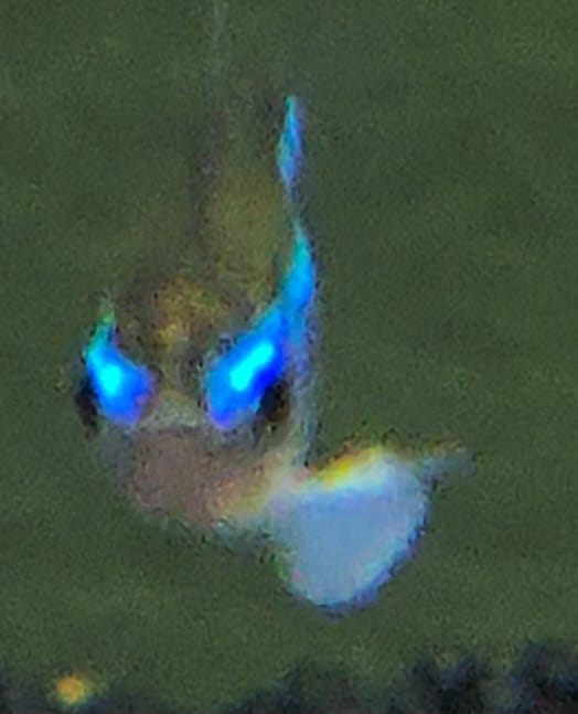 WhatsApp Image 2025-01-22 à 21.22.16_18357898