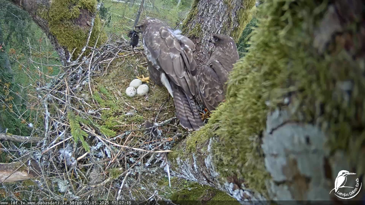 Melnās klijas (Milvus migrans) Kurzemē_ peļu klijāni (Buteo buteo) 13-25-40 screenshot