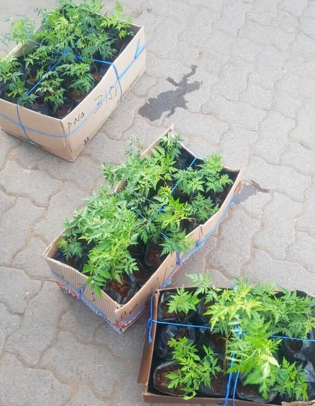 MUKAU SEEDLINGS