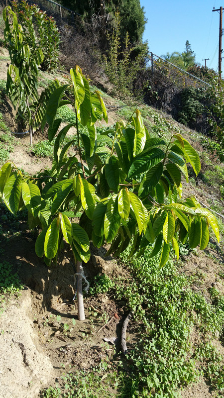 rollinia 1g - Copy