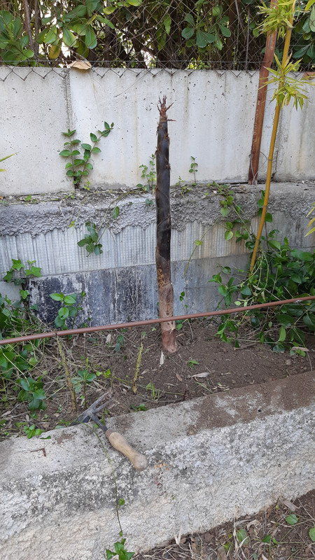 A1