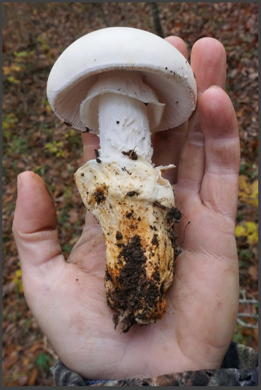 Мухомор смертельный