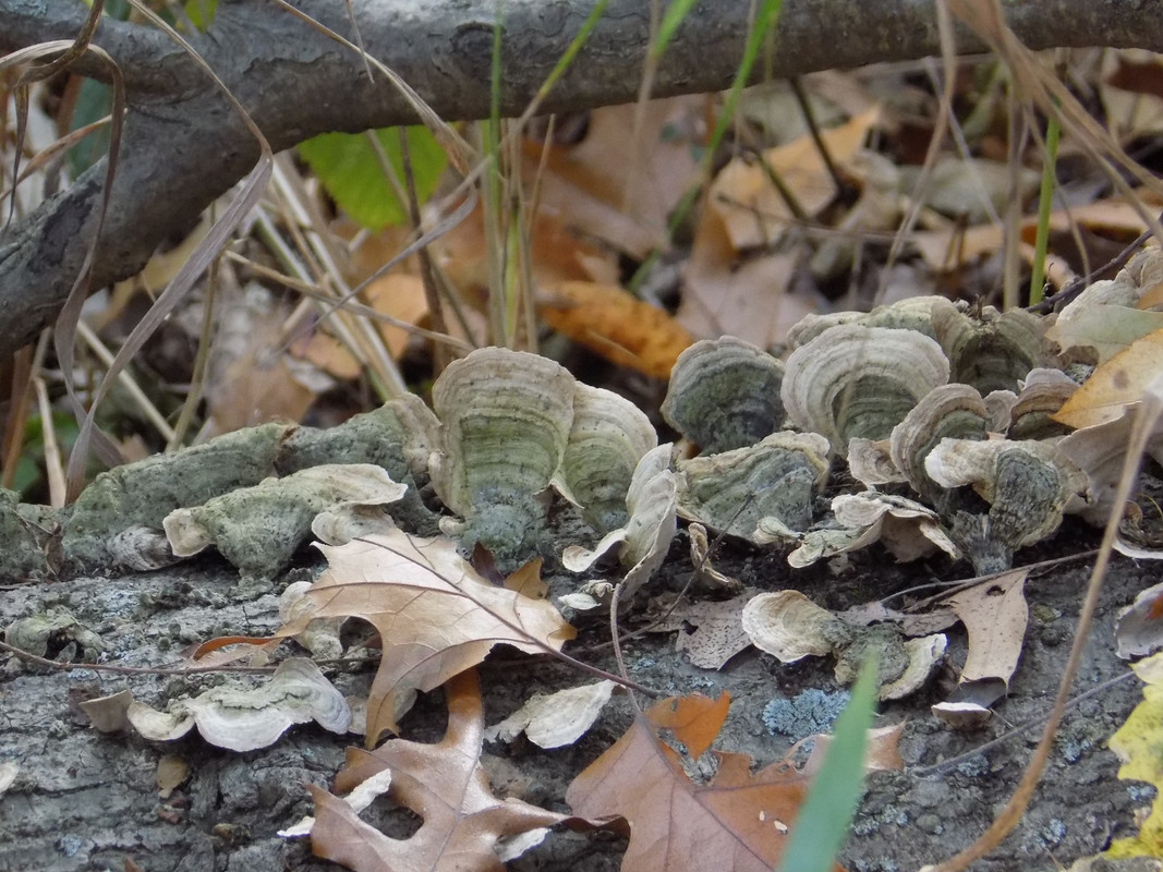 White polypore mushrooms growing on a log covered in fallen leaves.