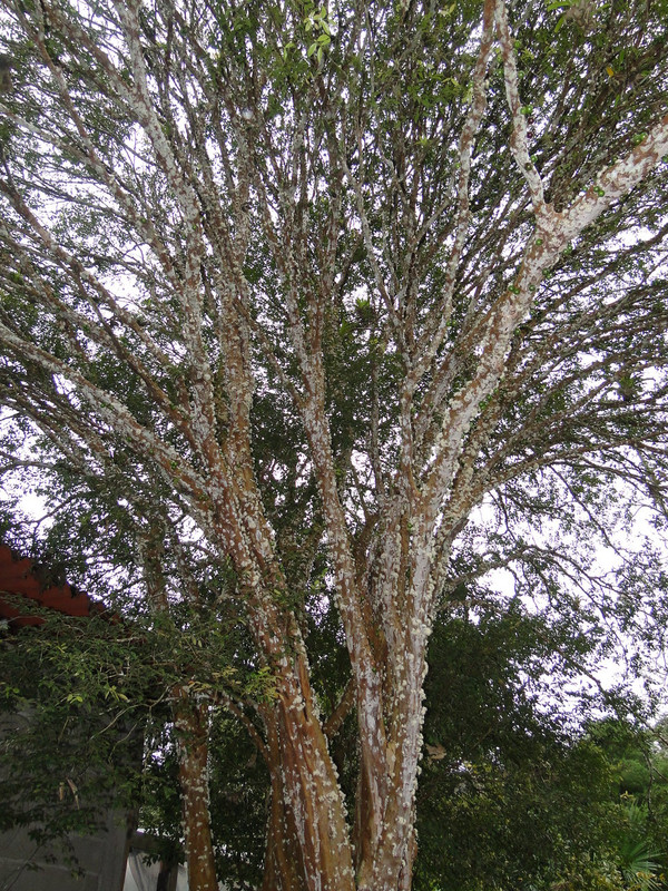 DSC00341