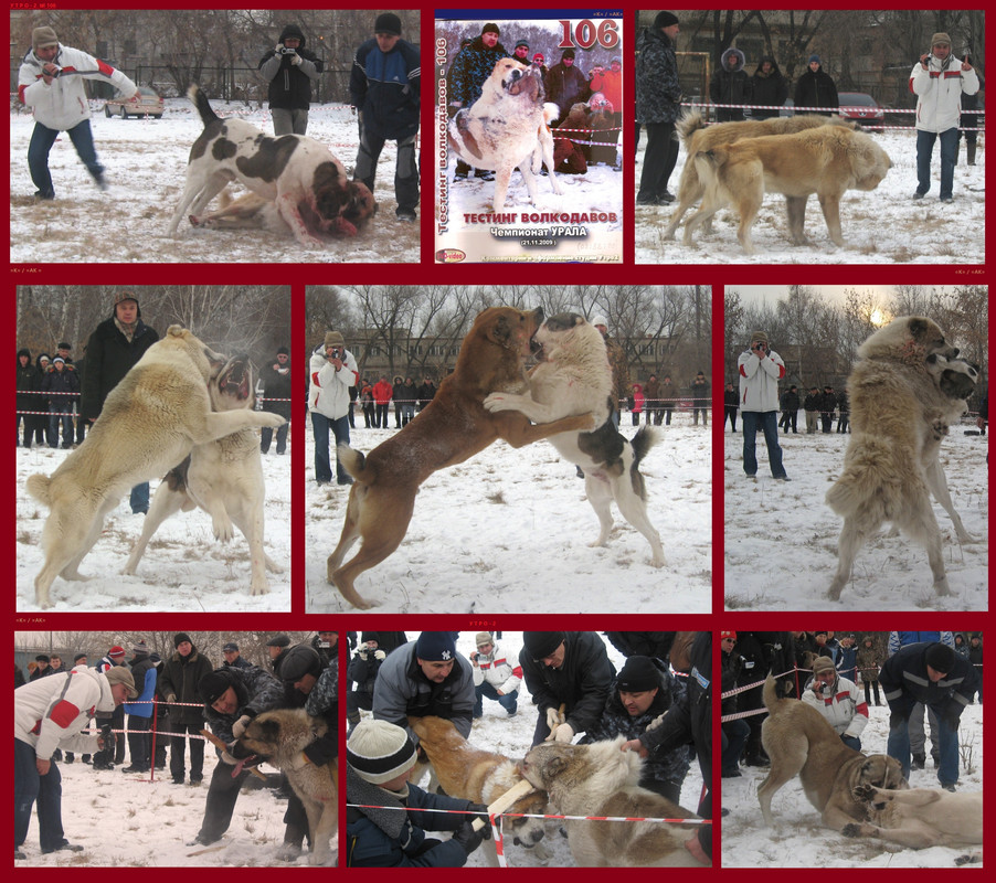 = Рамазан лист 2009.11.21 БАЛУ 77кг 3г2м х БАГРАМ 93кг 3г3м W (7