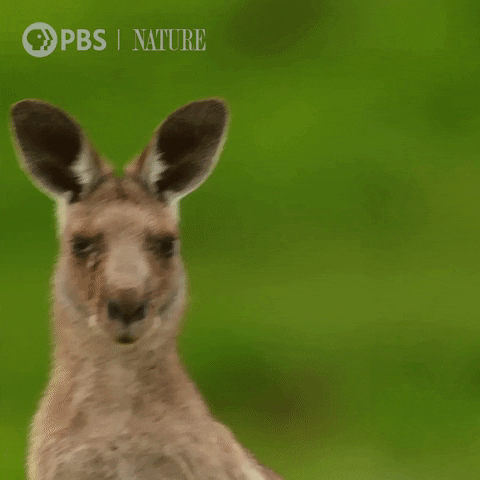 kangaroo.gif