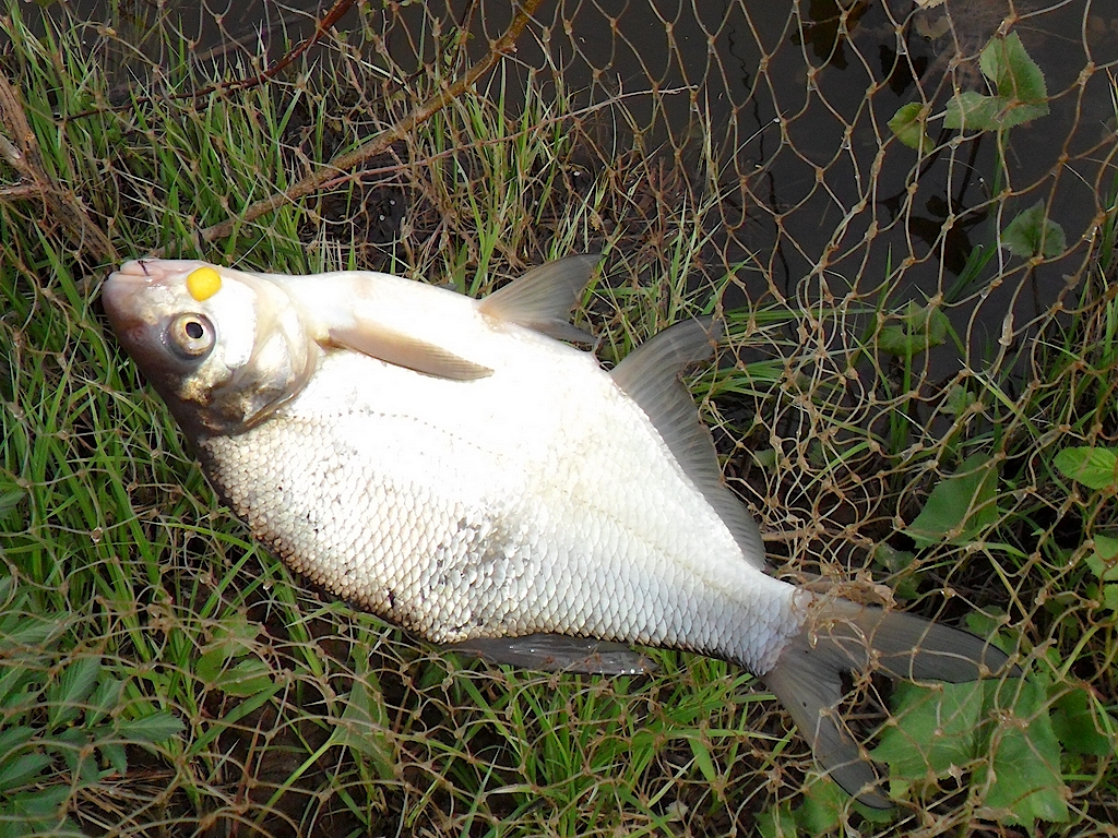 Бабка 26.05.2012 4