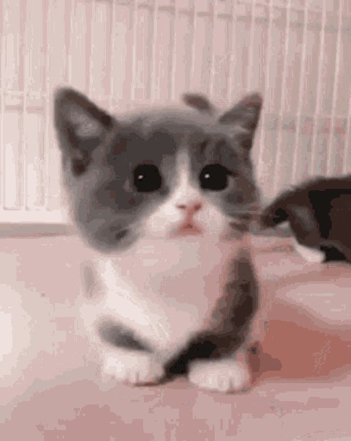 kitten-cute